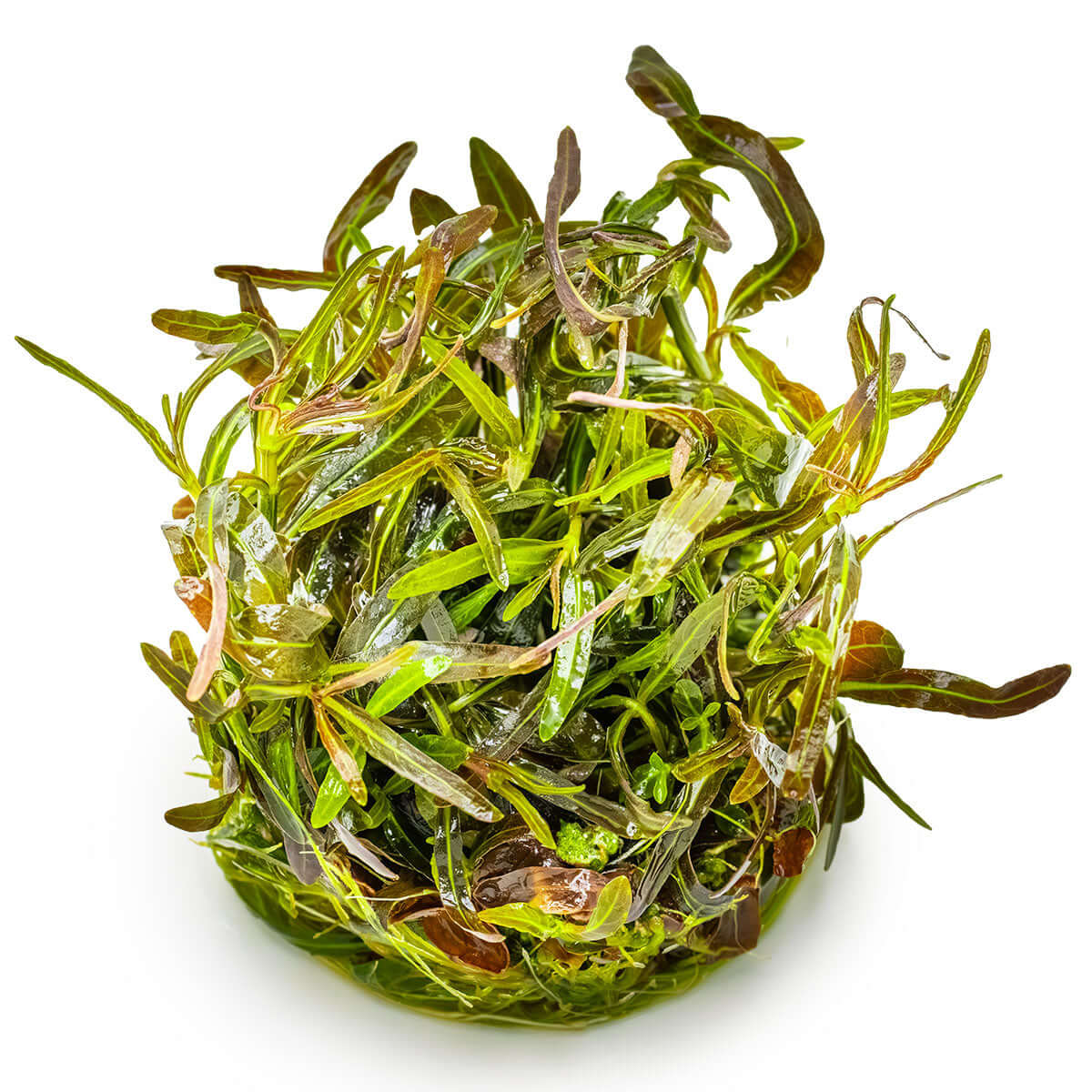 Tropica 051B Tissue Culture - Hygrophila lancea Araguaia plant in tissue culture packaging, showcasing lush green leaves.