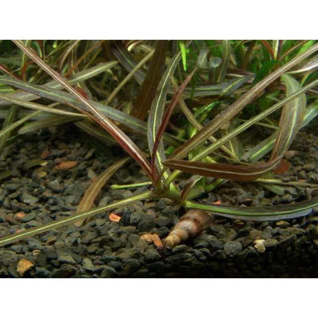 Tropica 051B Tissue Culture - Hygrophila lancea Araguaia plant growing in aquarium substrate.