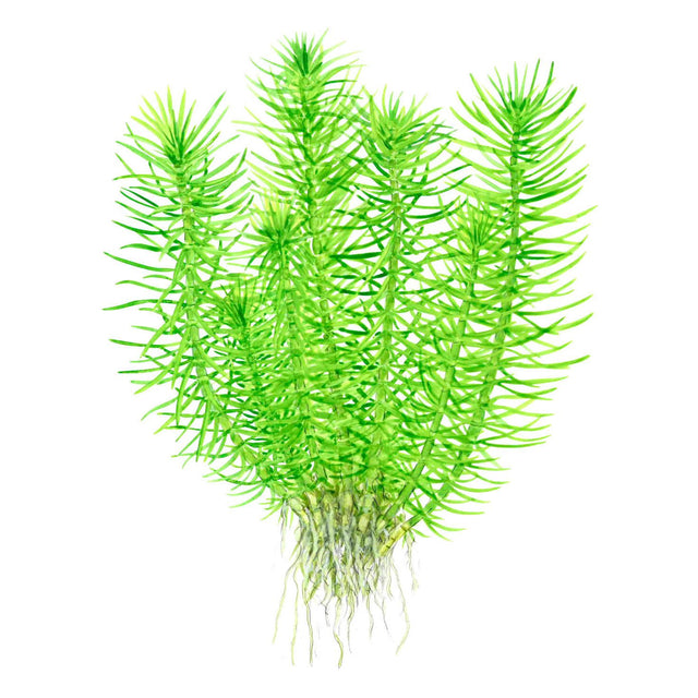 Tropica 053F Tissue Culture - Pogostemon Deccanensis plant with green conifer-like stems.