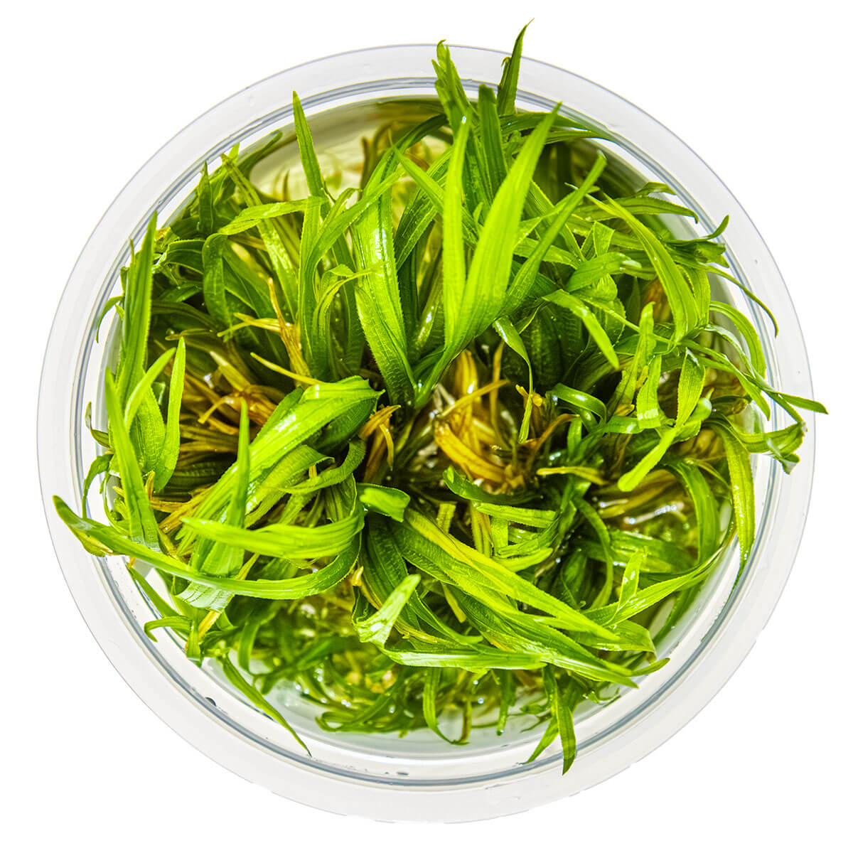 Tropica 057 Tissue Culture - Blyxa japonica in a clear container with lush green foliage.
