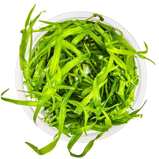 Tropica 067A Tissue Culture - Helanthium Tenellum Green plant in a clear container, showcasing vibrant green foliage.