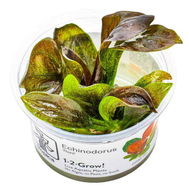 Tropica 072D Tissue Culture - Echinodorus Reni aquatic plant in clear cup, showcasing vibrant leaves.