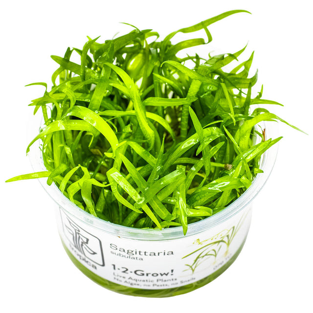 Tropica 079 Tissue Culture -Sagittaria subulata aquarium plant in tissue culture cup, ideal for aquascaping.