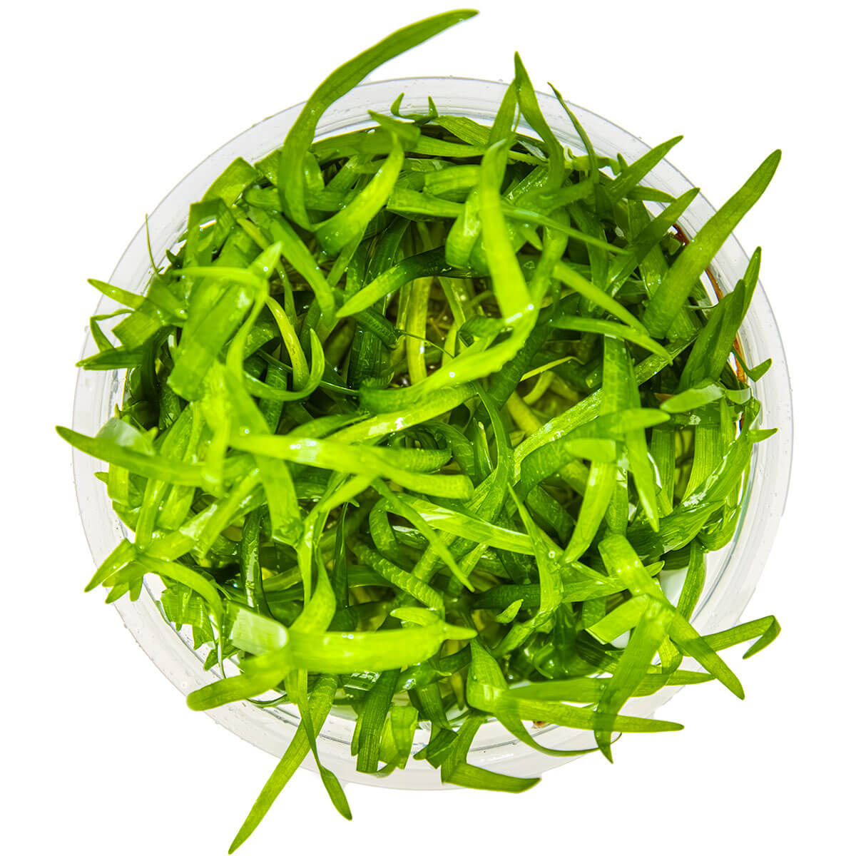 Tropica 079 Tissue Culture -Sagittaria subulata aquarium plant in tissue culture cup, featuring lush green foliage.