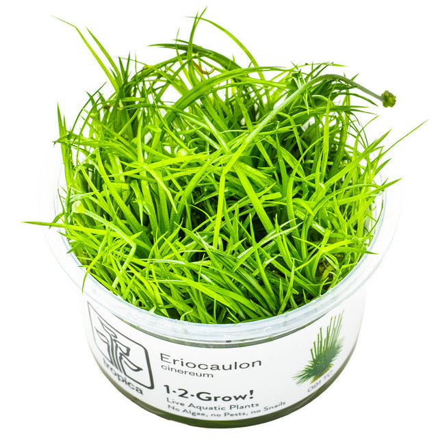 Tropica 091 Tissue Culture - Eriocaulon cinereum live aquarium plant in tissue culture cup.