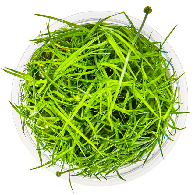 Tropica 091 Tissue Culture - Eriocaulon cinereum aquarium plant in tissue culture cup with narrow green leaves.