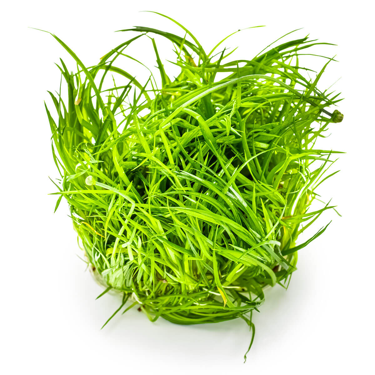 Tropica 091 Tissue Culture - Eriocaulon cinereum aquarium plant in tissue culture cup.