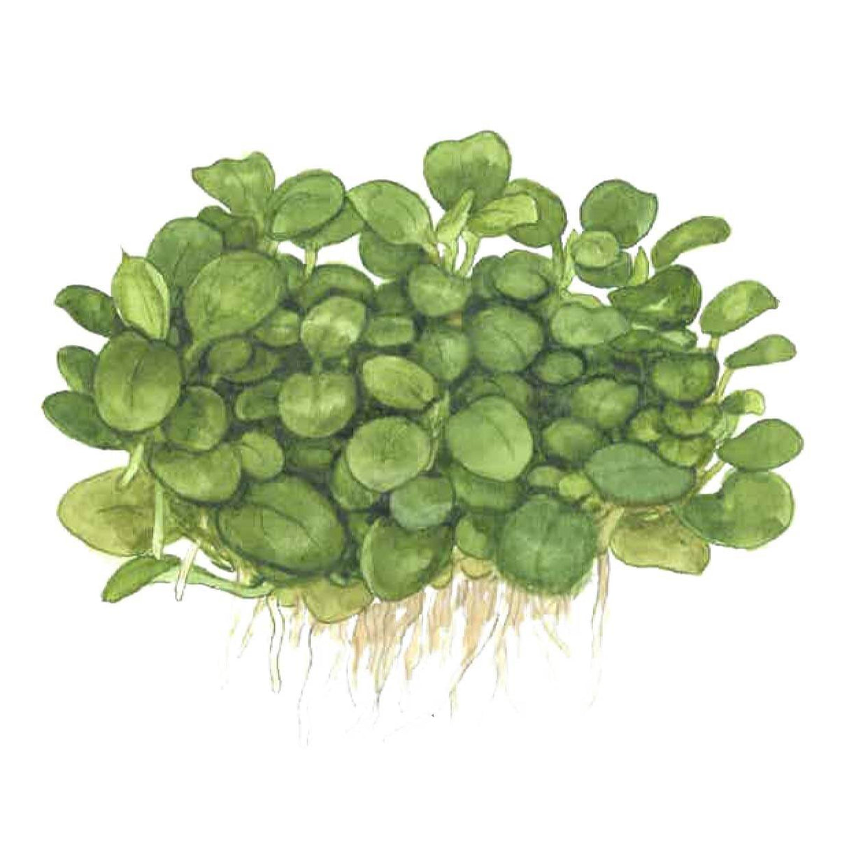 Tropica 101B TC Tissue Culture - Anubias Barteri Mini Coin LIMITED EDITION with small green leaves.