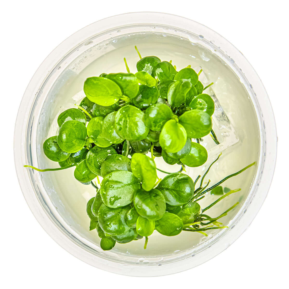 Tropica 101B TC Tissue Culture - Anubias Barteri Mini Coin LIMITED EDITION in clear container water with green leaves.