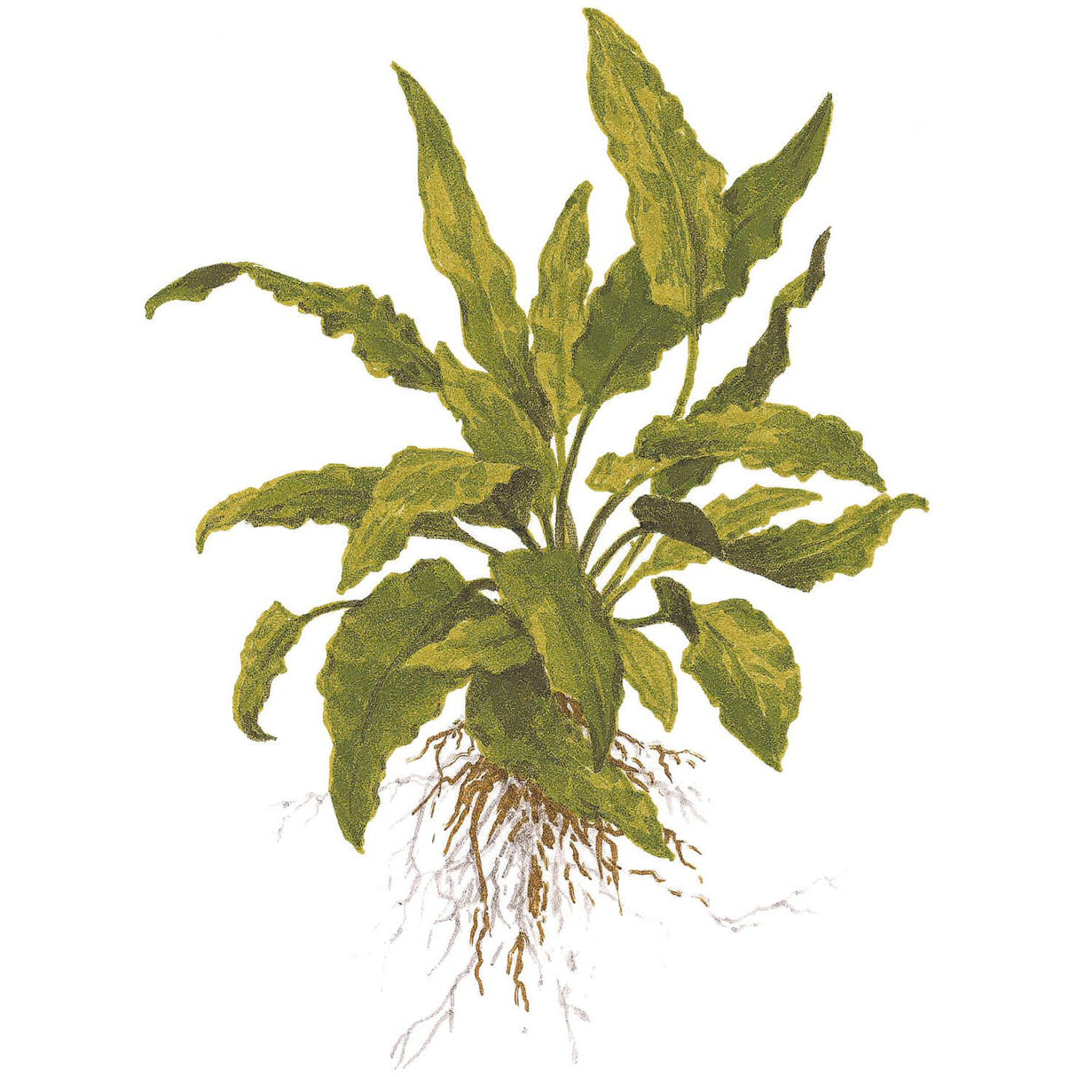 Tropica 109 Tissue Culture - Cryptocoryne wendtii Green plant with green leaves and visible roots.