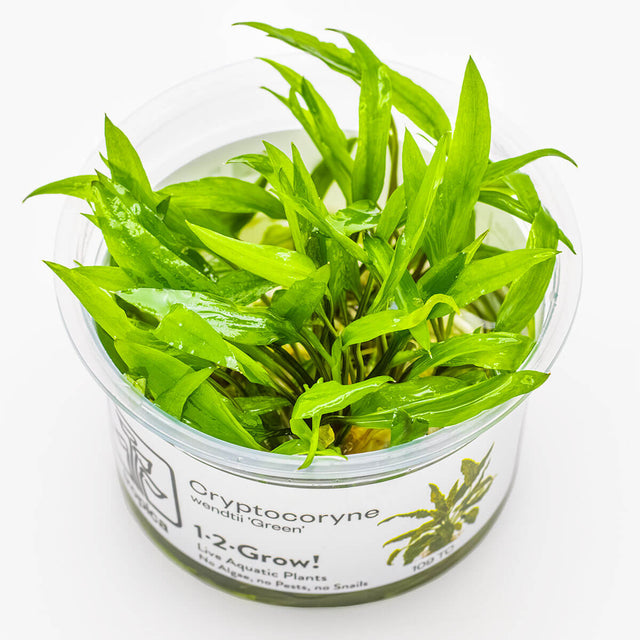 Tropica 109 Tissue Culture - Cryptocoryne wendtii Green in a clear cup showing vibrant green leaves.