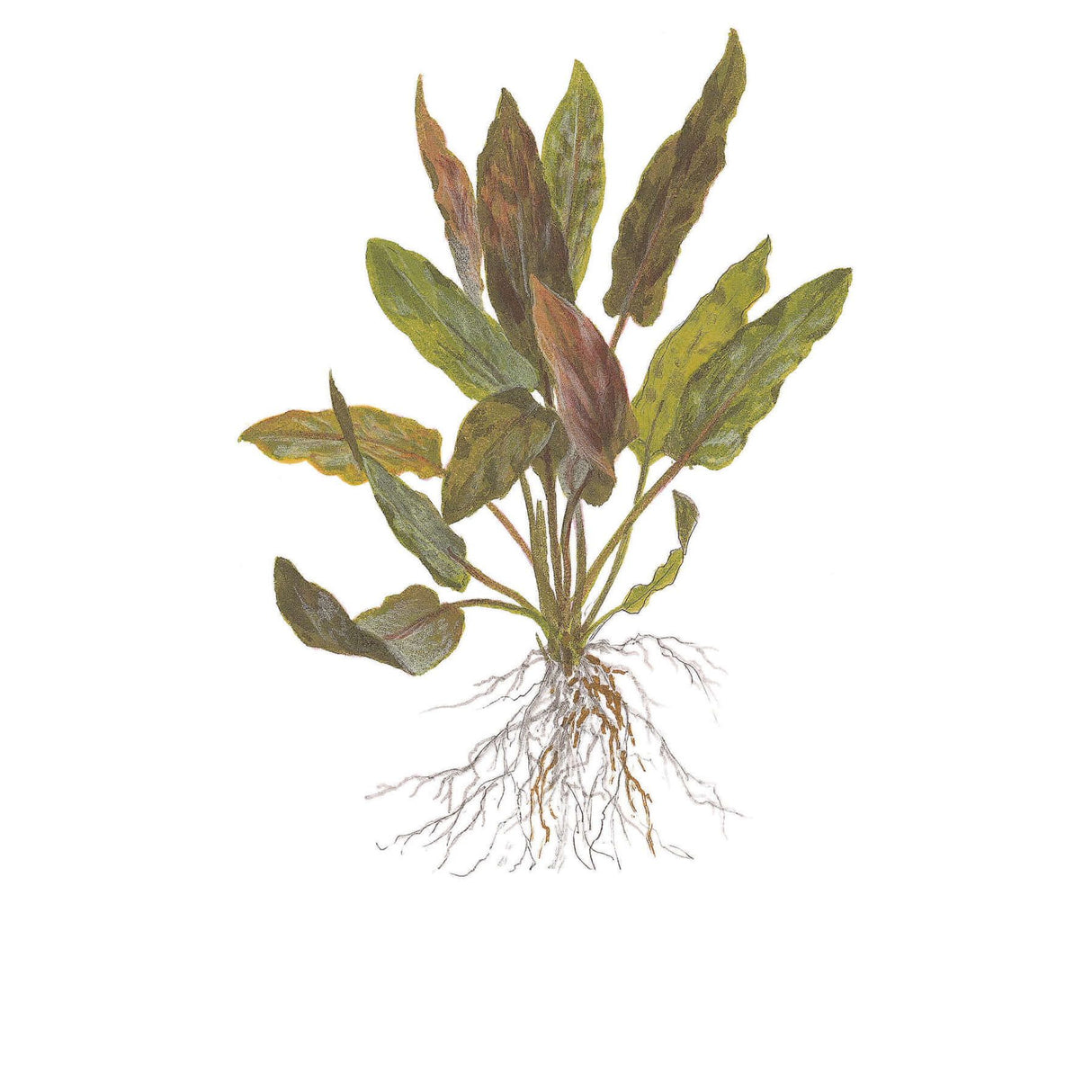 Tropica 110B Tissue Culture - Cryptocoryne undulatus Red aquarium plant illustration with roots and leaves.
