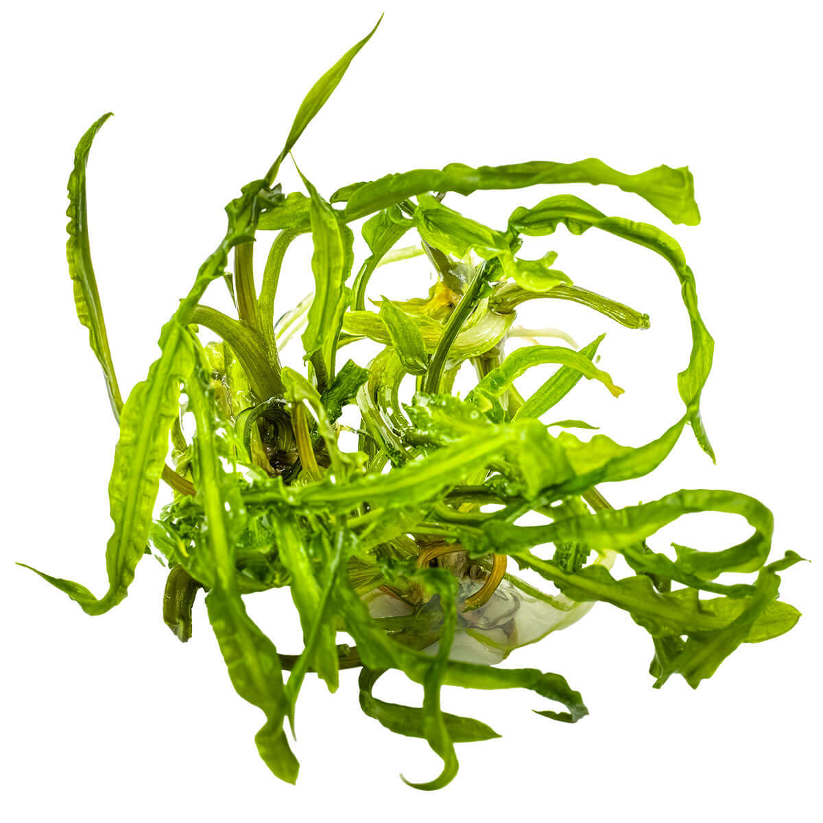 Tropica 125 Tissue Culture - Cryptocoryne crispatula live aquarium plant in tissue culture format.
