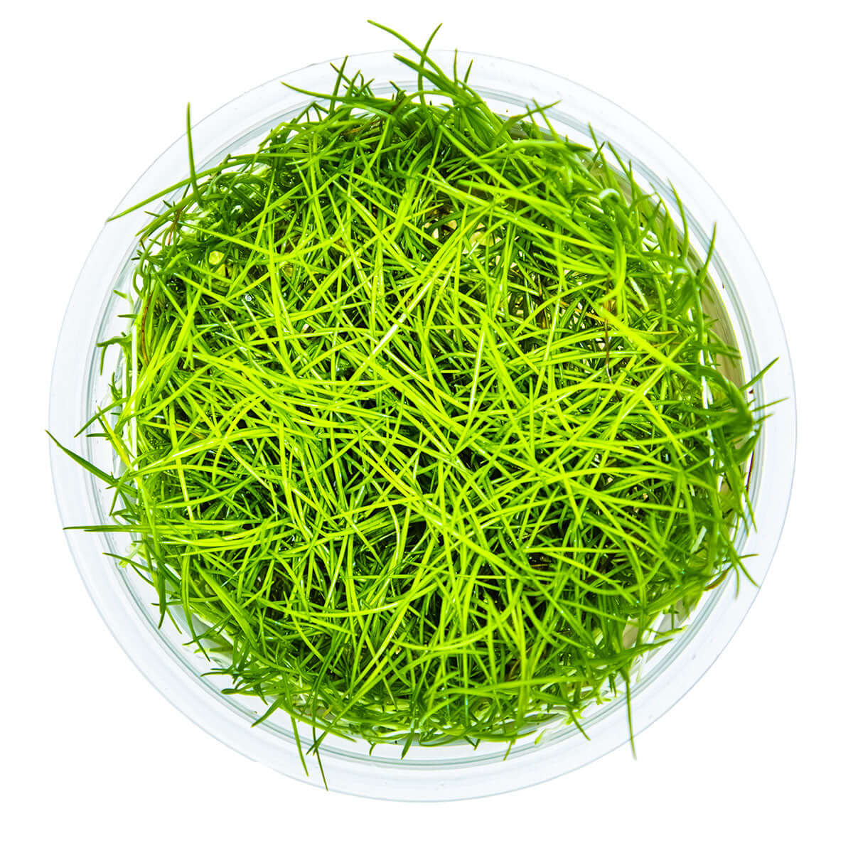 Tropica 133 Tissue Culture - Eleocharis acicularis in a clear container, showcasing vibrant green aquatic grass.