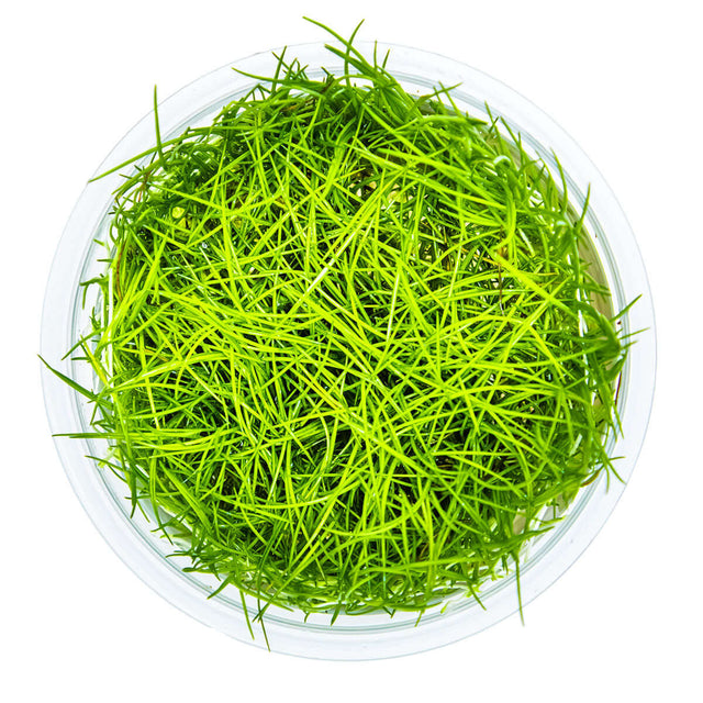 Tropica 133 Tissue Culture - Eleocharis acicularis in a clear container, showcasing vibrant green aquatic grass.