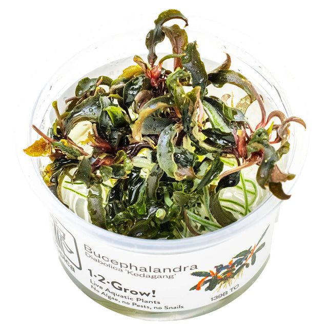 Tropica 139B Tissue Culture - Bucephalandra Kedagang in a clear container, showcasing dark green leaves with red rhizomes.