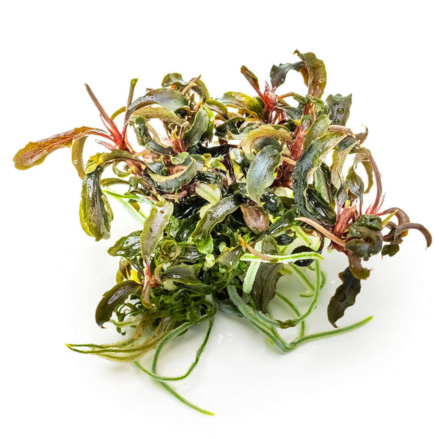 Tropica 139B Tissue Culture - Bucephalandra Kedagang featuring long dark green leaves with white dots and red rhizomes.