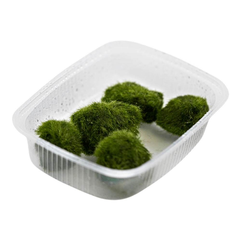 Tropica Aegagropila Linnaei Moss Balls in a clear container, showcasing their vibrant green color and round shape.