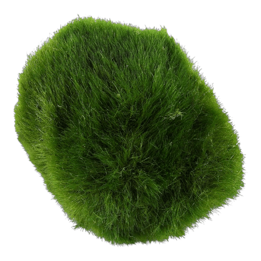 Tropica Aegagropila Linnaei Moss Balls in vibrant green, ideal for freshwater aquariums.