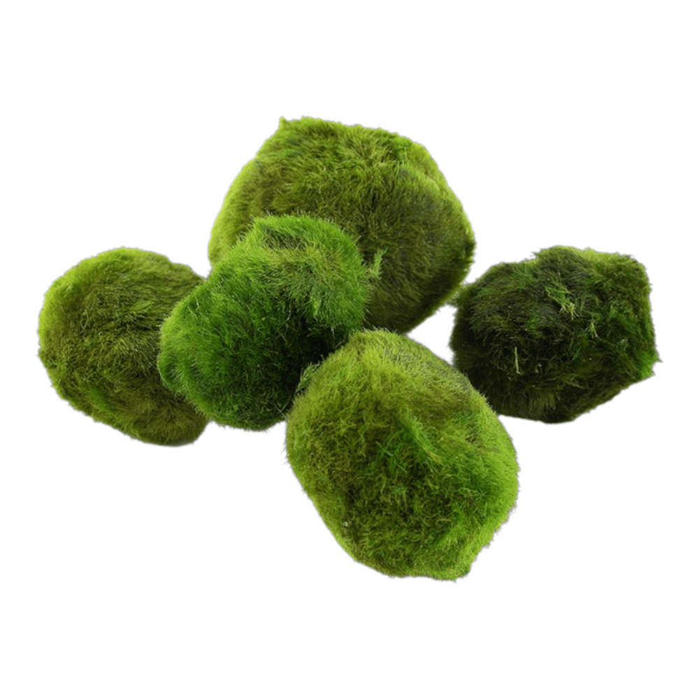 Tropica Aegagropila Linnaei Moss Balls vibrant green spherical algae for freshwater aquariums