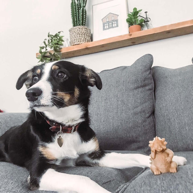 Black and white dog sitting on a couch next to a Whimzees Hedgehog Dog Treat, surrounded by plants and decor.