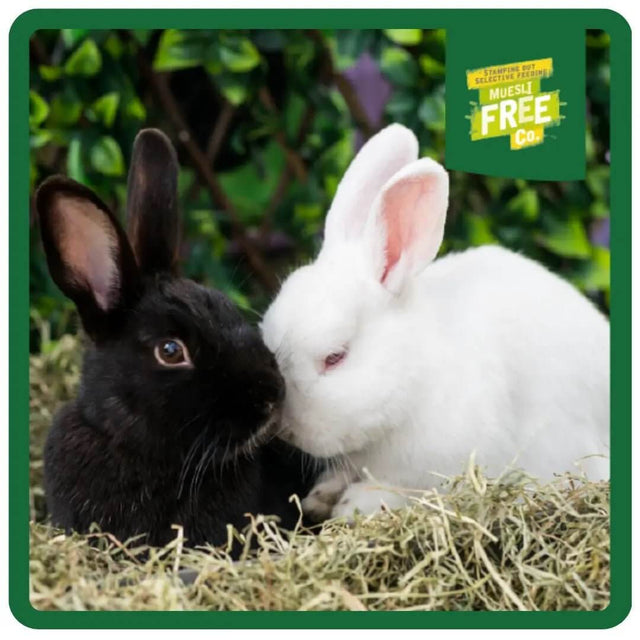 Two rabbits, one black and one white, interacting in a cozy natural setting with hay, showcasing companionship and health.