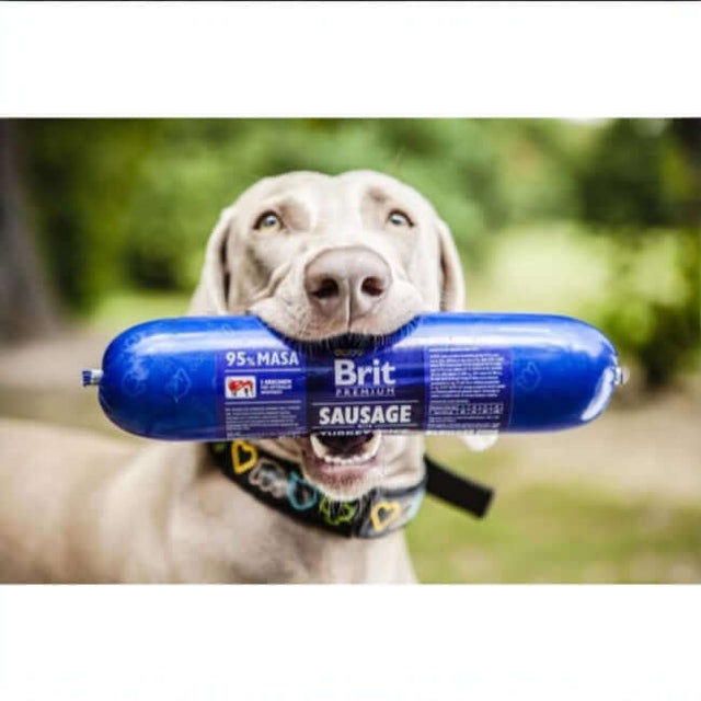 Happy dog holding Brit Premium Chicken Sausage in mouth, showcasing 95% meat content for a healthy treat.
