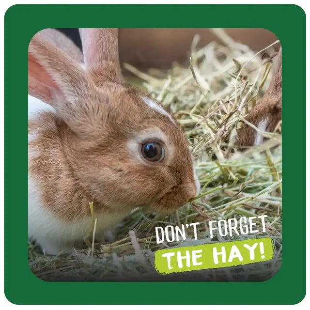 Rabbit nibbling on hay with the text "Don't Forget The Hay!" promoting the importance of feeding hay to pets.
