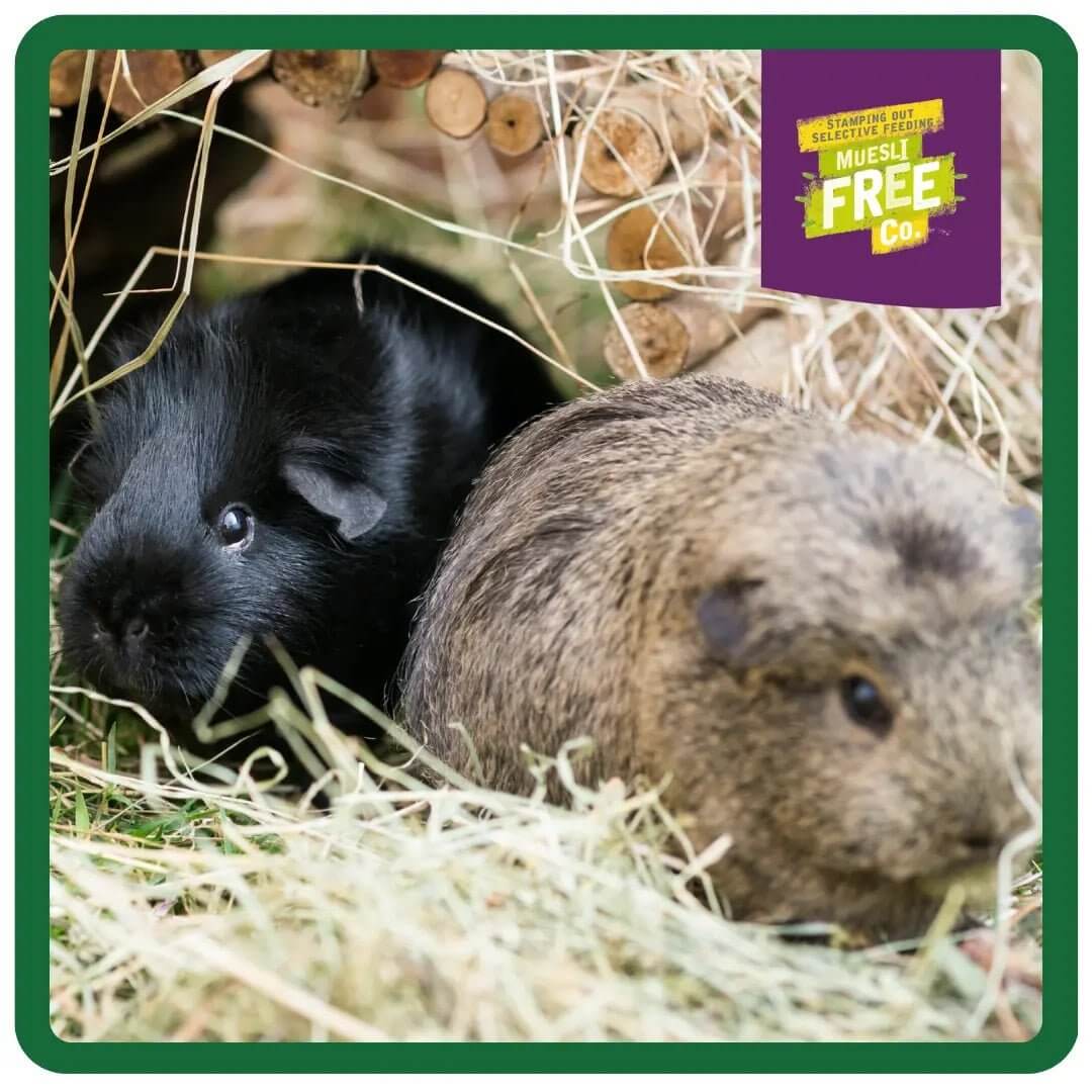 Two guinea pigs exploring their habitat with hay and wooden logs, showcasing a natural and playful environment.