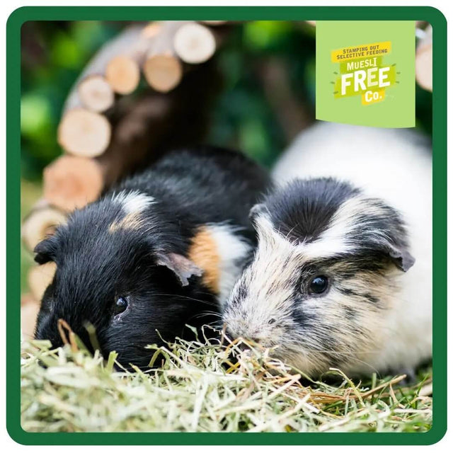 Close-up of two guinea pigs enjoying hay, showcasing natural feeding behavior and a healthy diet.
