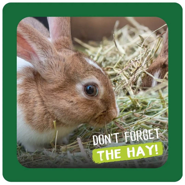 Rabbit enjoying Burgess Excel Long Stem Feeding Hay with a fun reminder, "Don't forget the hay!" for healthy teeth and digestion.