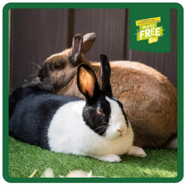 Two rabbits resting on green grass, showcasing a calming environment for healthy pet care and nutrition.