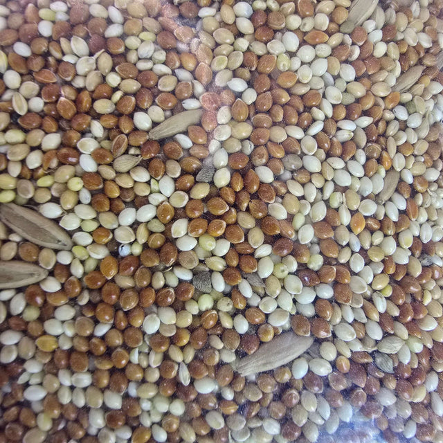 Close-up of Daro Budgie Seed blend, featuring various seeds rich in nutrients for budgerigars.