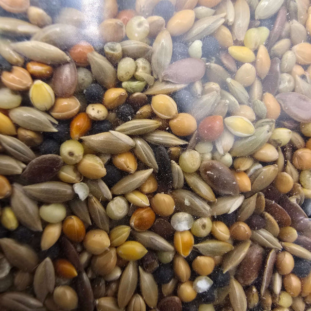 Close-up of Daro Mixed Canary Seed blend showcasing various seeds for canary nutrition and health.