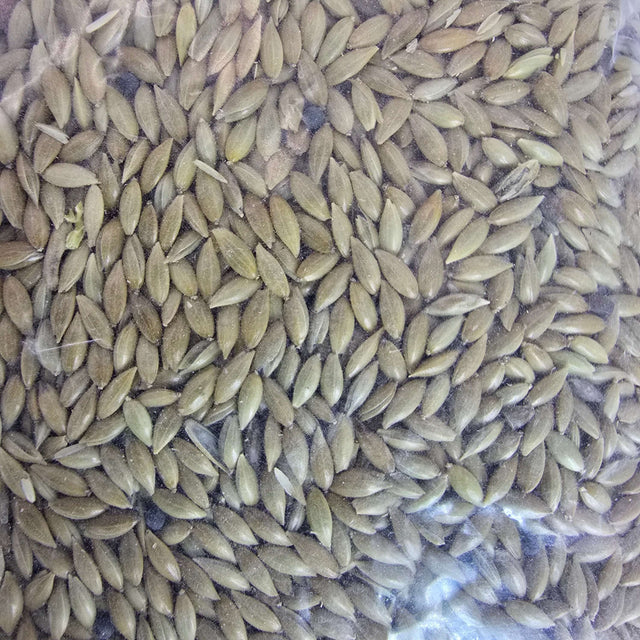 Daro Plain Canary Seed close-up, high-quality seeds for canaries, promoting vibrant plumage and health.