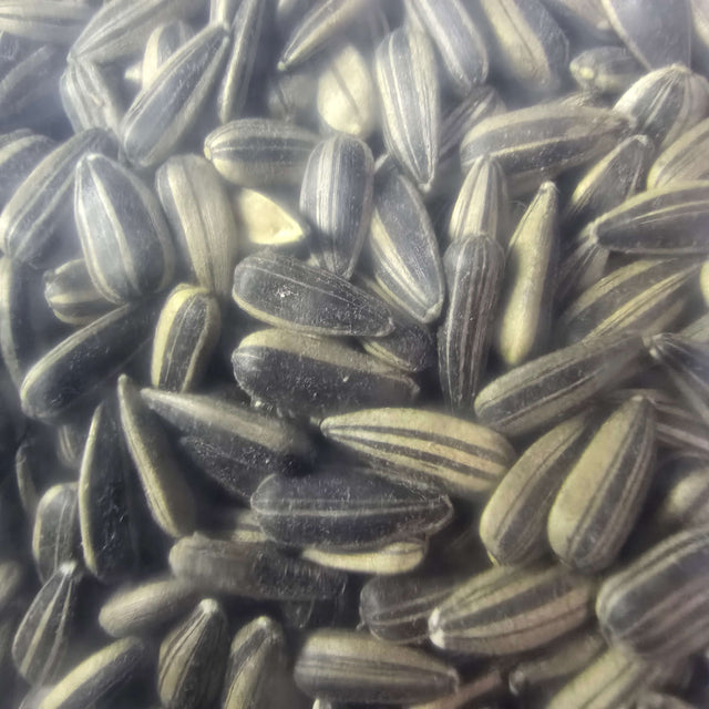 Close-up of Daro striped sunflower seeds, rich in oil and nutrients, ideal bird food for Lovebirds and Parrots.