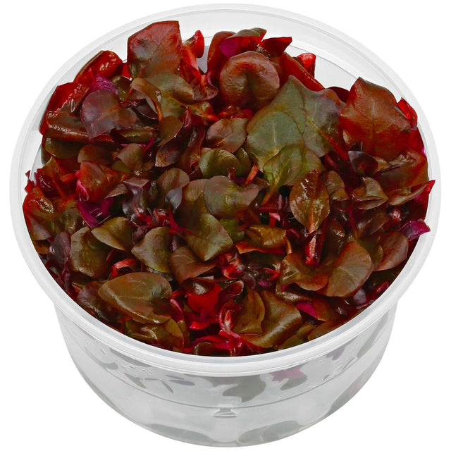 Dennerle Alternanthera Reineckii Lila Purple In-Vitro plant in a clear container, showcasing vibrant red and purple leaves.