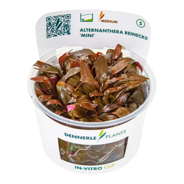 Dennerle Plants Alternanthera Reineckii Mini In-Vitro medium cup with vibrant foliage for aquarium foreground decor.