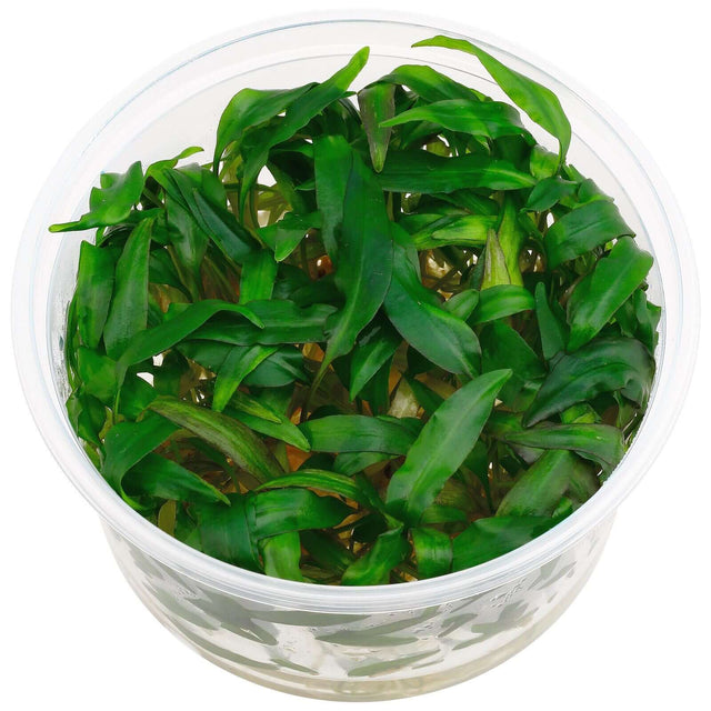 Dennerle Cryptocoryne Wendtii Broad Leaf in vitro, lush green aquarium plant in a clear container.