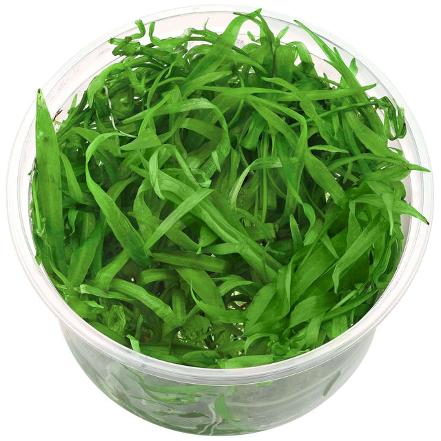 Dennerle Helanthium Bolivianum Quadricostatus In-Vitro plant in clear container, showcasing vibrant green foliage.