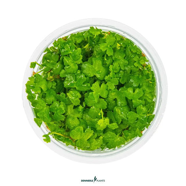 Dennerle Plants Hydrocotyle Tripartita Mini In-Vitro vibrant green clover-like leaves in a clear container.