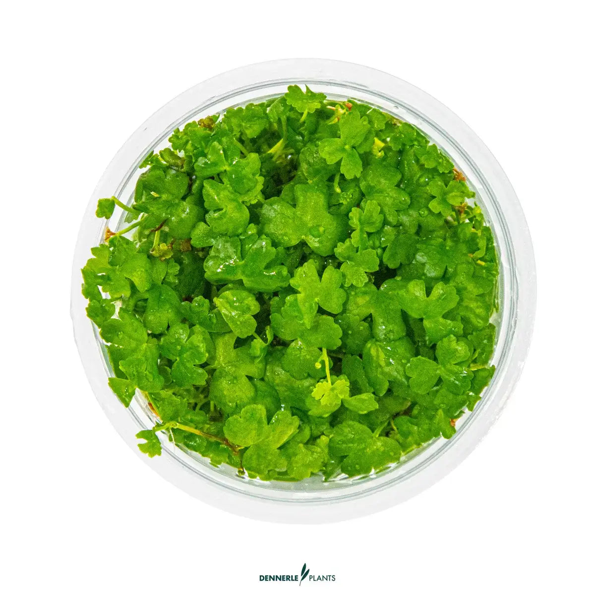 Dennerle Plants Hydrocotyle Tripartita Mini In-Vitro vibrant green clover-like leaves in a clear container.