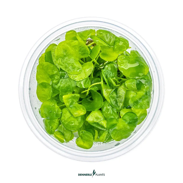 Dennerle Plants Nymphoides hydrophylla 'Taiwan' in vitro with lush green leaves, ideal for aquariums.
