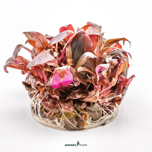 Dennerle Plants Alternanthera Reineckii Mini In-Vitro vibrant foreground aquarium plant with colorful leaves.