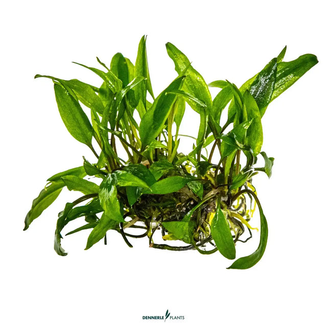 Dennerle Cryptocoryne Wendtii Broad Leaf In-Vitro vibrant green aquarium plant with lush, wavy leaves.
