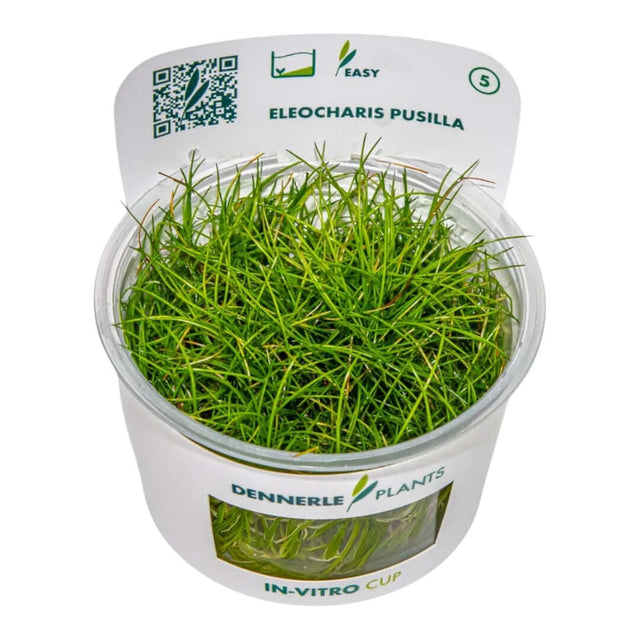 Dennerle Plants Eleocharis Pusilla In-Vitro cup featuring lush green dwarf spikerush for aquascaping.