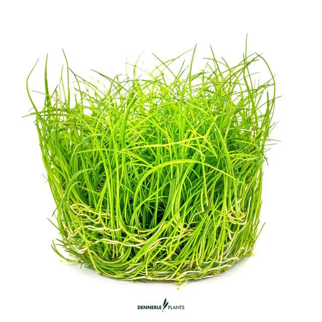 Dennerle Plants Eleocharis Pusilla In-Vitro, a lush green aquatic plant for aquariums, known for its delicate spikerush appearance.