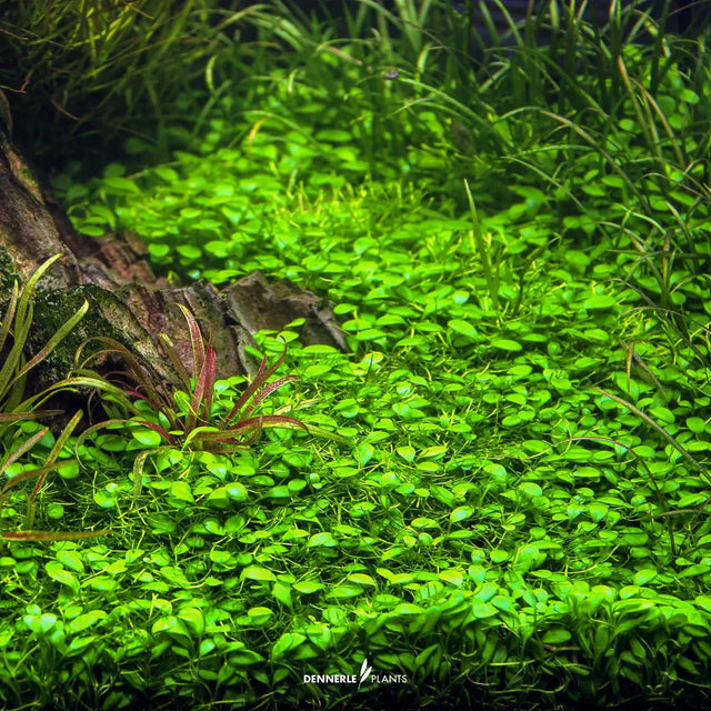 Lush green carpet of Glossostigma elatinoides in aquascape, highlighting its beauty and vitality.