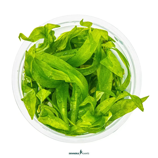 Dennerle Plants Helanthium Bolivianum Quadricostatus in vitro, showcasing lush light-green leaves in a clear container.