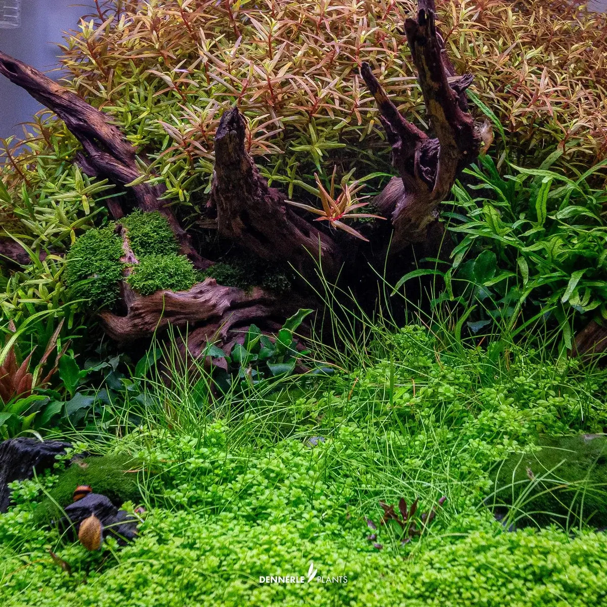 Lush aquascape featuring Hemianthus callitrichoides Cuba, vibrant plants, and natural driftwood in a planted aquarium.